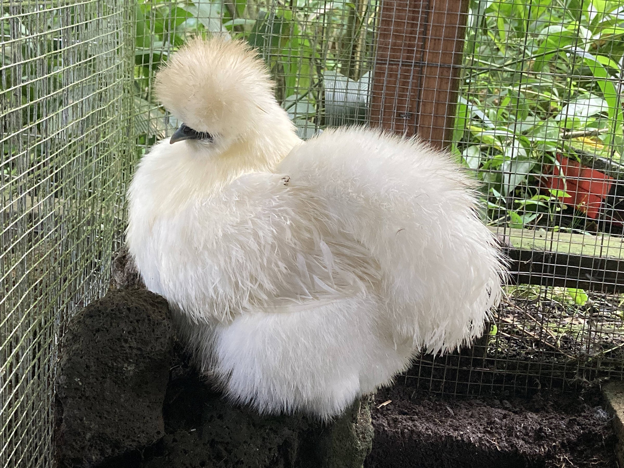 Silkies | Mauna Kea Poultry, image size:2400x1800